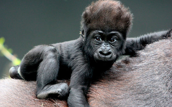 Gorilla-HD-Background.jpeg
