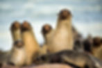 Seal Colony