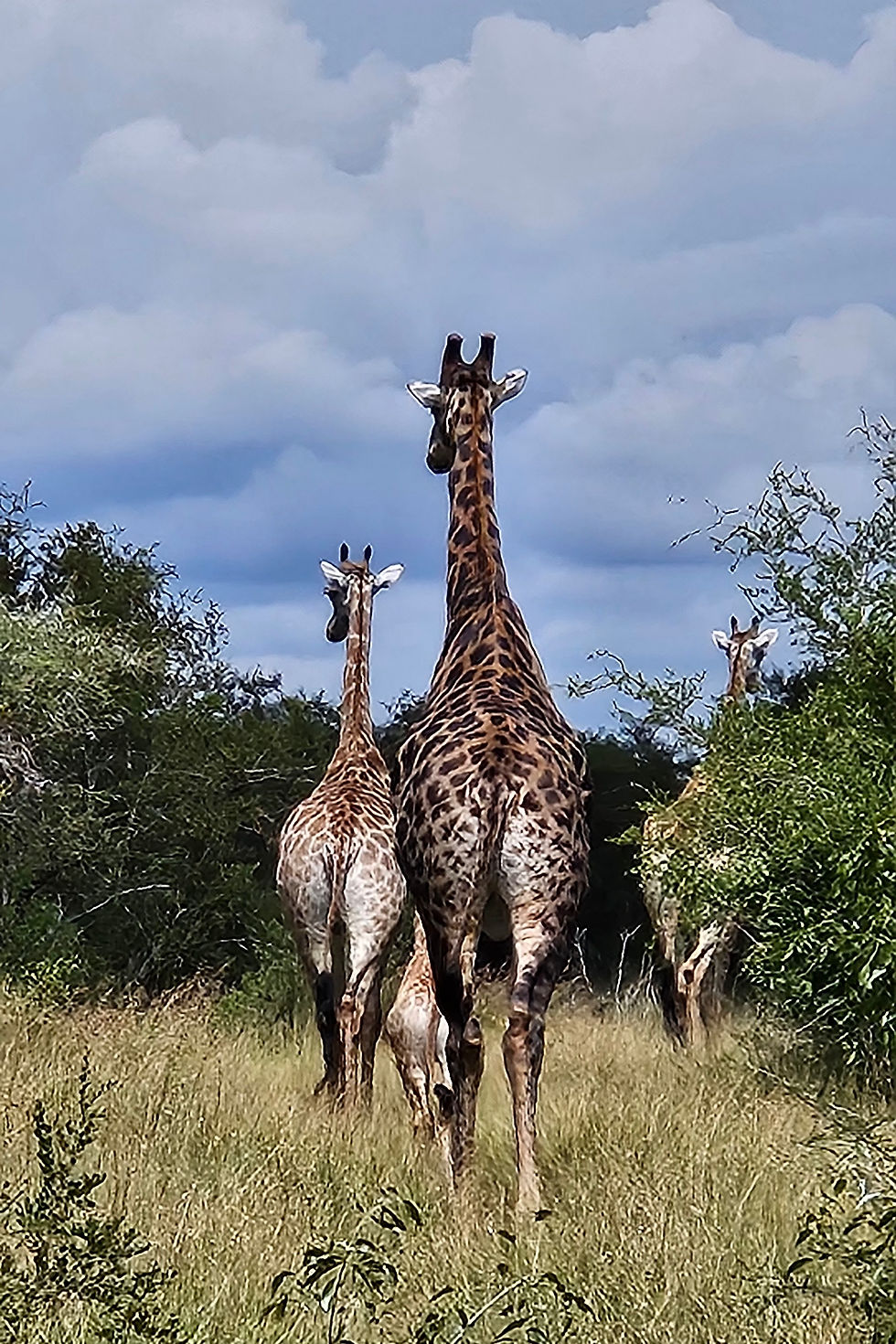Giraffes in the Kruger National Park