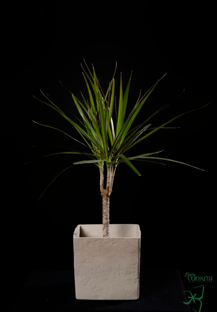 Dracena marginata