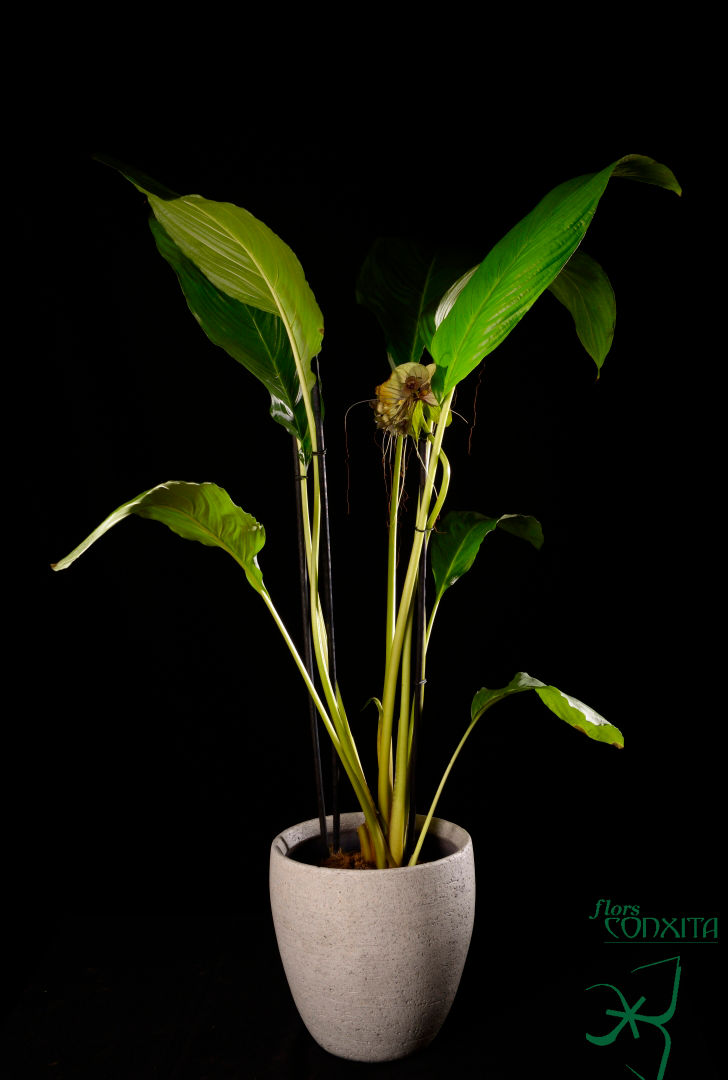 orquidia negra tacca2