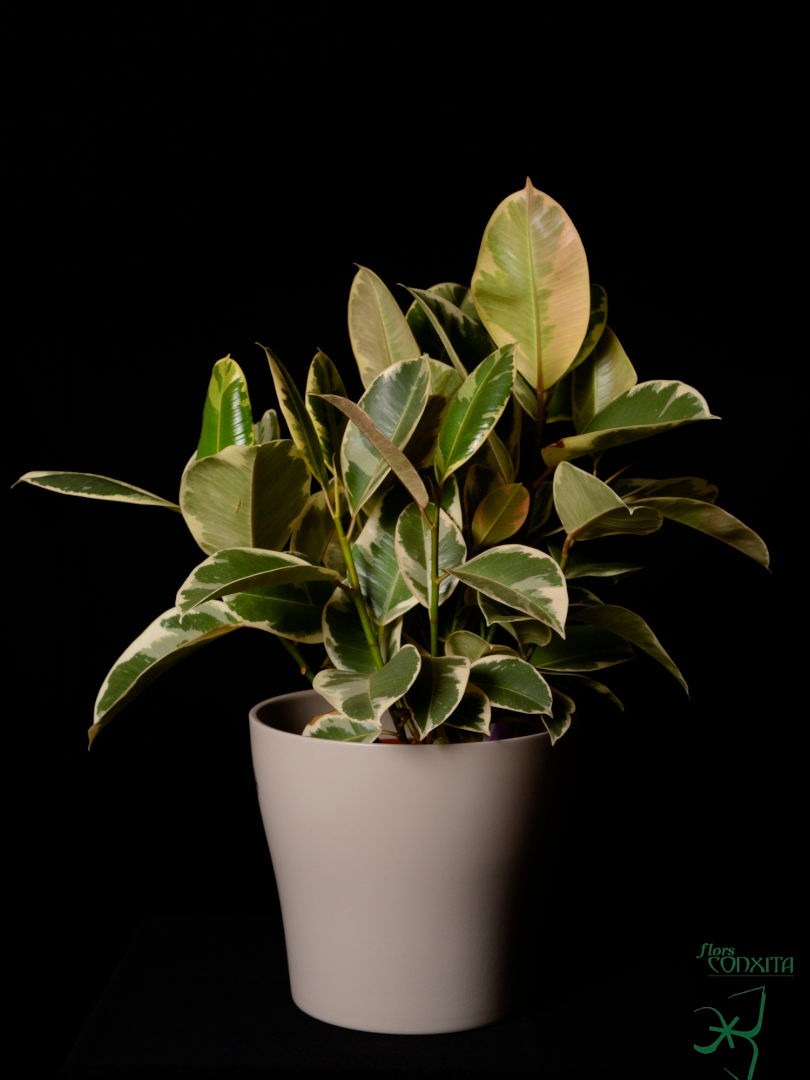 Ficus robusta