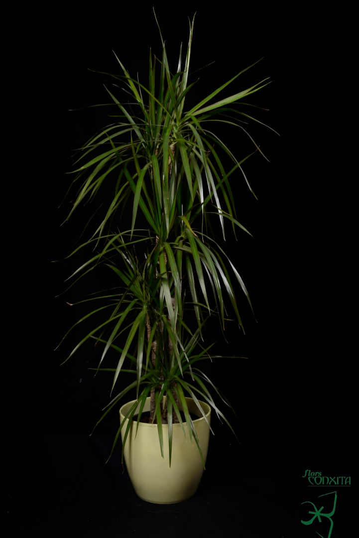 Dracena marginata