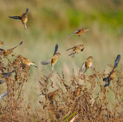 Lorry Park Proposal will have huge effect on wildlife 