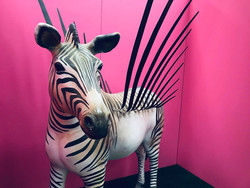 FLYING ZEBRA