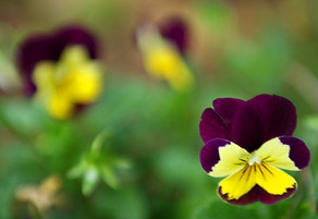 Purple and Yellow Pansies 