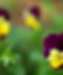 Purple and Yellow Pansies 