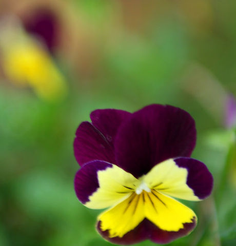 Violet et Jaune Pansies