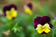 Purple and Yellow Pansies