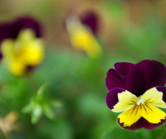 Purple and Yellow Pansies
