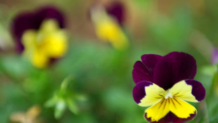MIDWEST SPRING PLANTINGS: Spring vs Summer Annuals