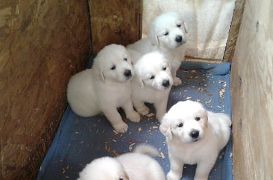 5 weeks old (2).jpeg