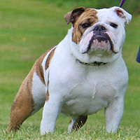 IMG_4255b.jpg