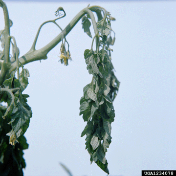 Ralstonia solanacearum Bacterial blight 