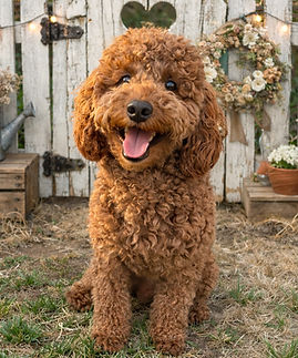 Sami Rules with his teddy bear haircut!