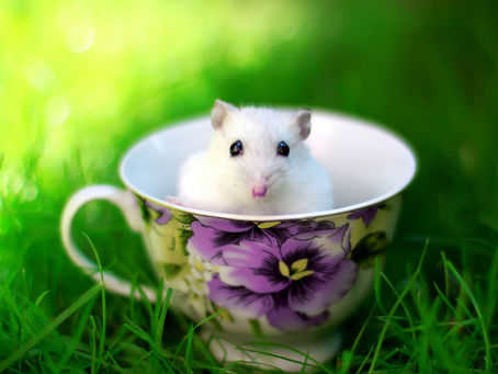 The Adventures of Ninja Mouse