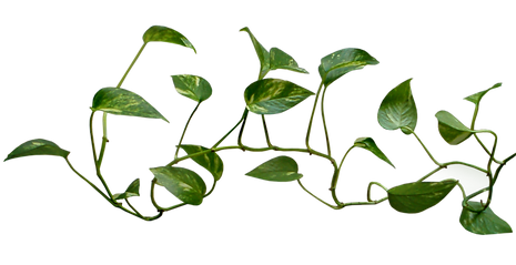 vines-leafs-png-logo-35.png