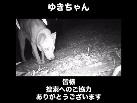 迷子犬【ゆきちゃん】の続報