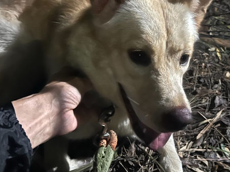迷子犬ゆきちゃん無事保護