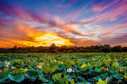 安坑台大實驗農場