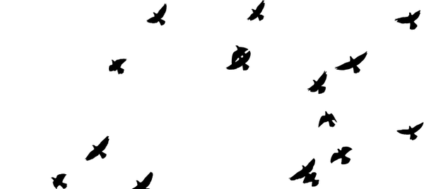 flock-1837494_640.png