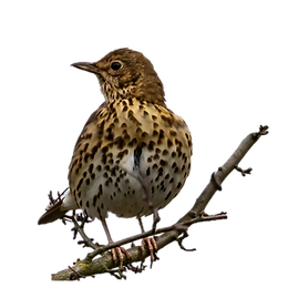 Bird trail thrush