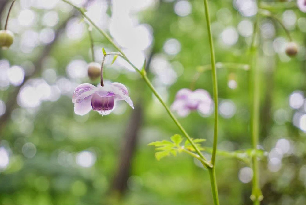 花 群生地 レンゲショウマ