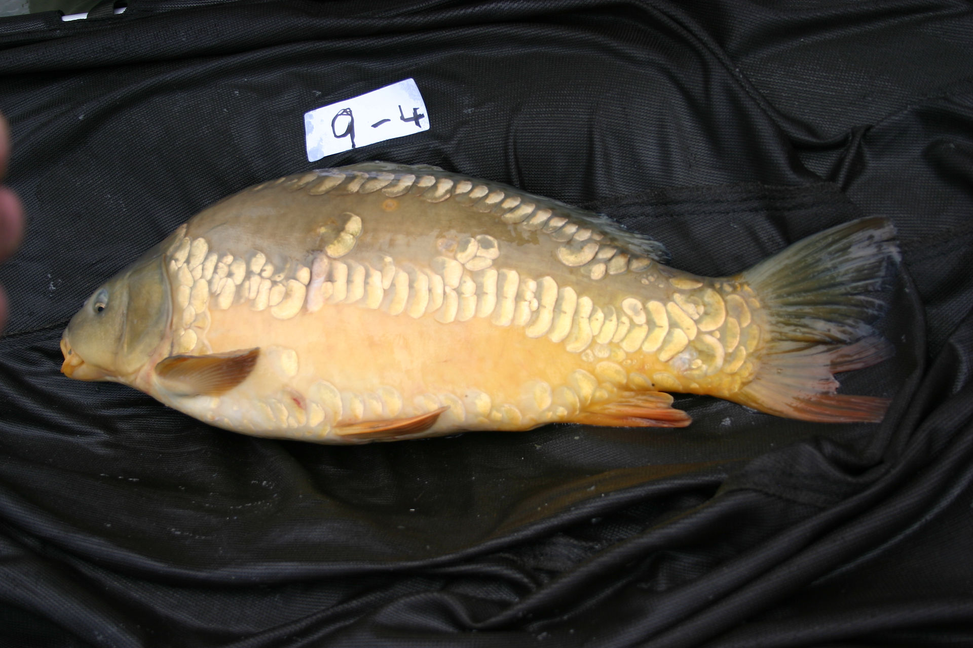 Carp