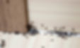 Ants in the house on the baseboards and