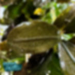 Example of Bucephalandra Brownie Blue