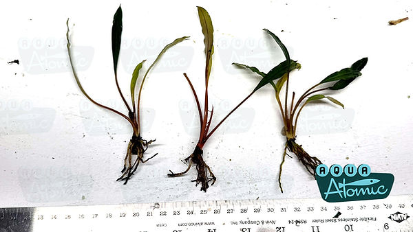 Bucephalandra Plants For Sale | Aqua Atomic