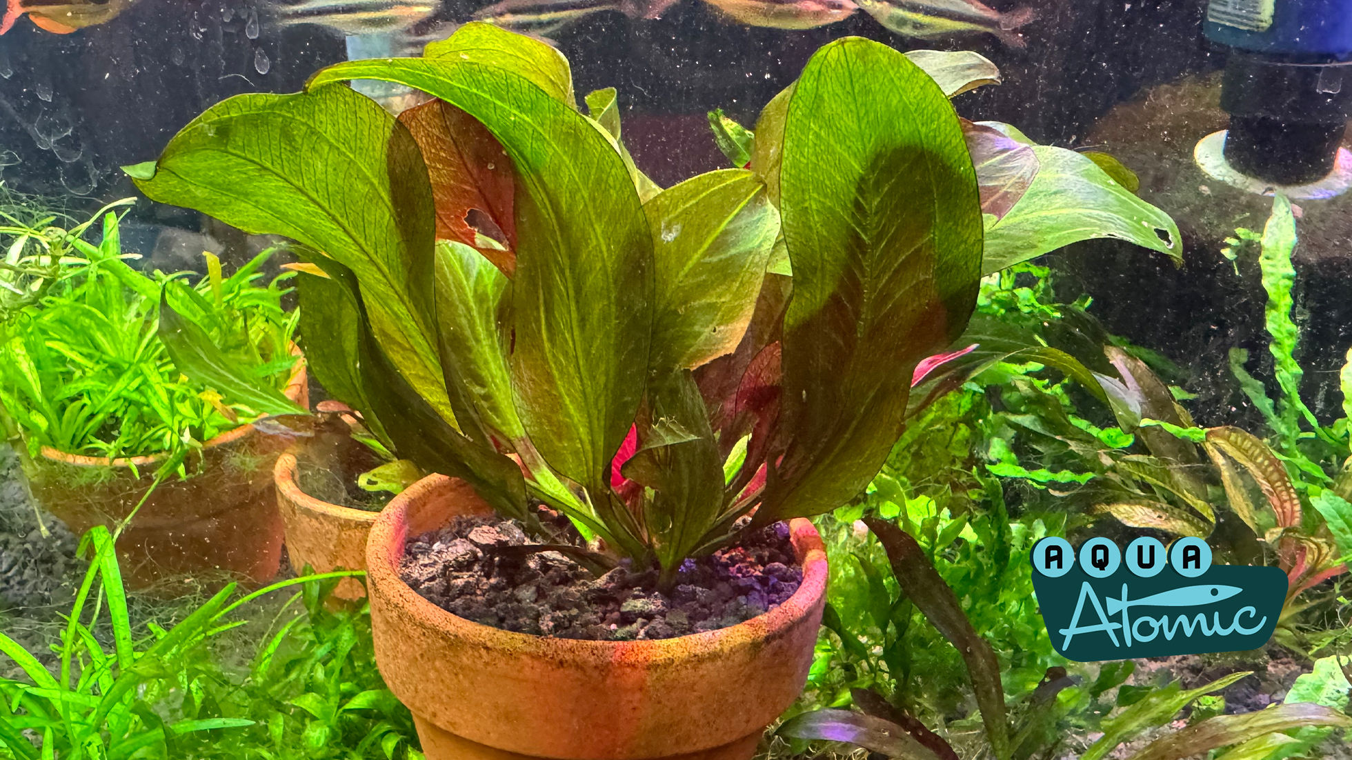 Echinodorus 'Reni' example of large portion