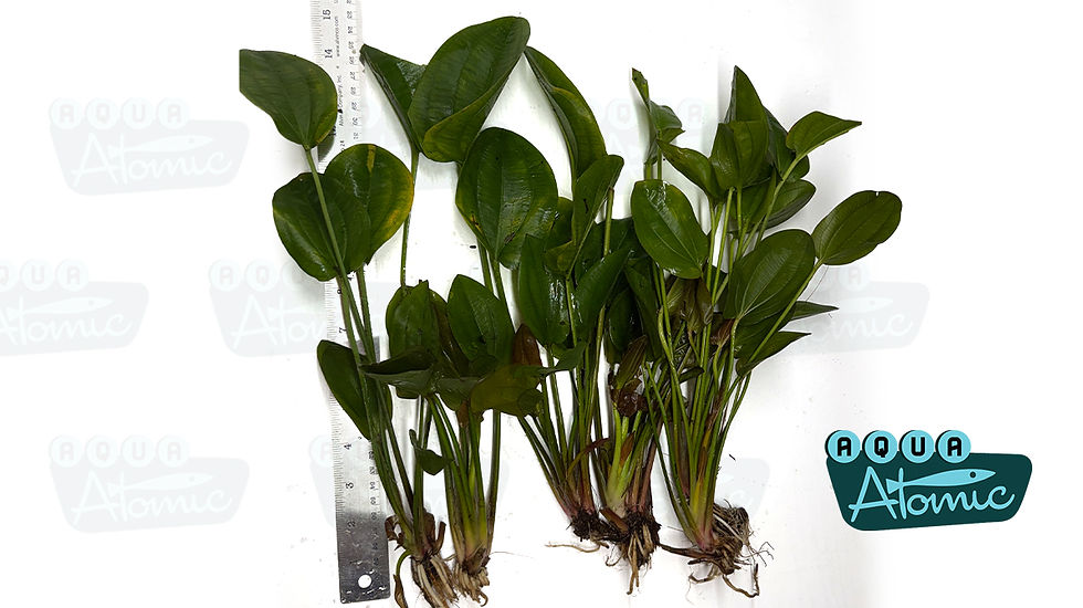 Examples of Large Harbich Sword