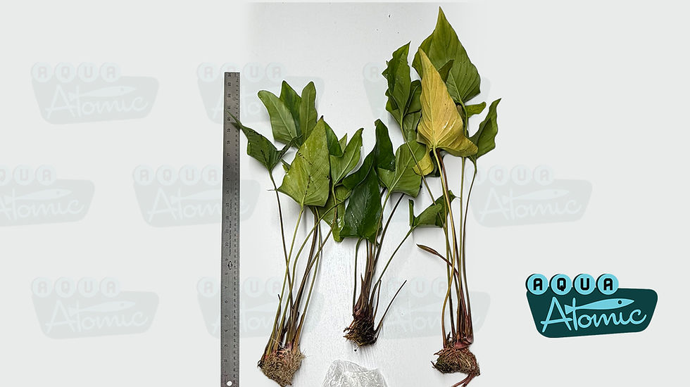 Example of XL Emersed Anubias Hastifolia