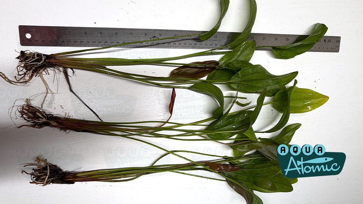 Echinodorus Rose Echinodorus 'Rose'