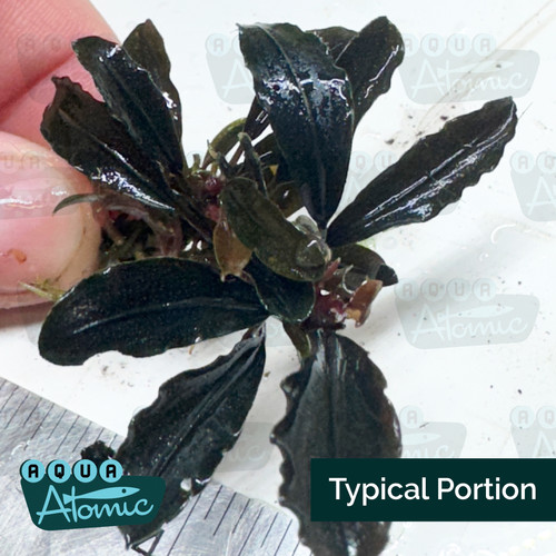 Bucephalandra sp. Red Diamond 2株 Bucephalandra sp. Red Diamond 2株 Bucephalandra sp. 'Red