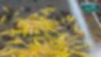 Typical Yellow Shrimp for Sale