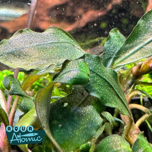 しーん　Bucephalandra sp.Super Demos Super Bucephalandra | Aqua Atomic