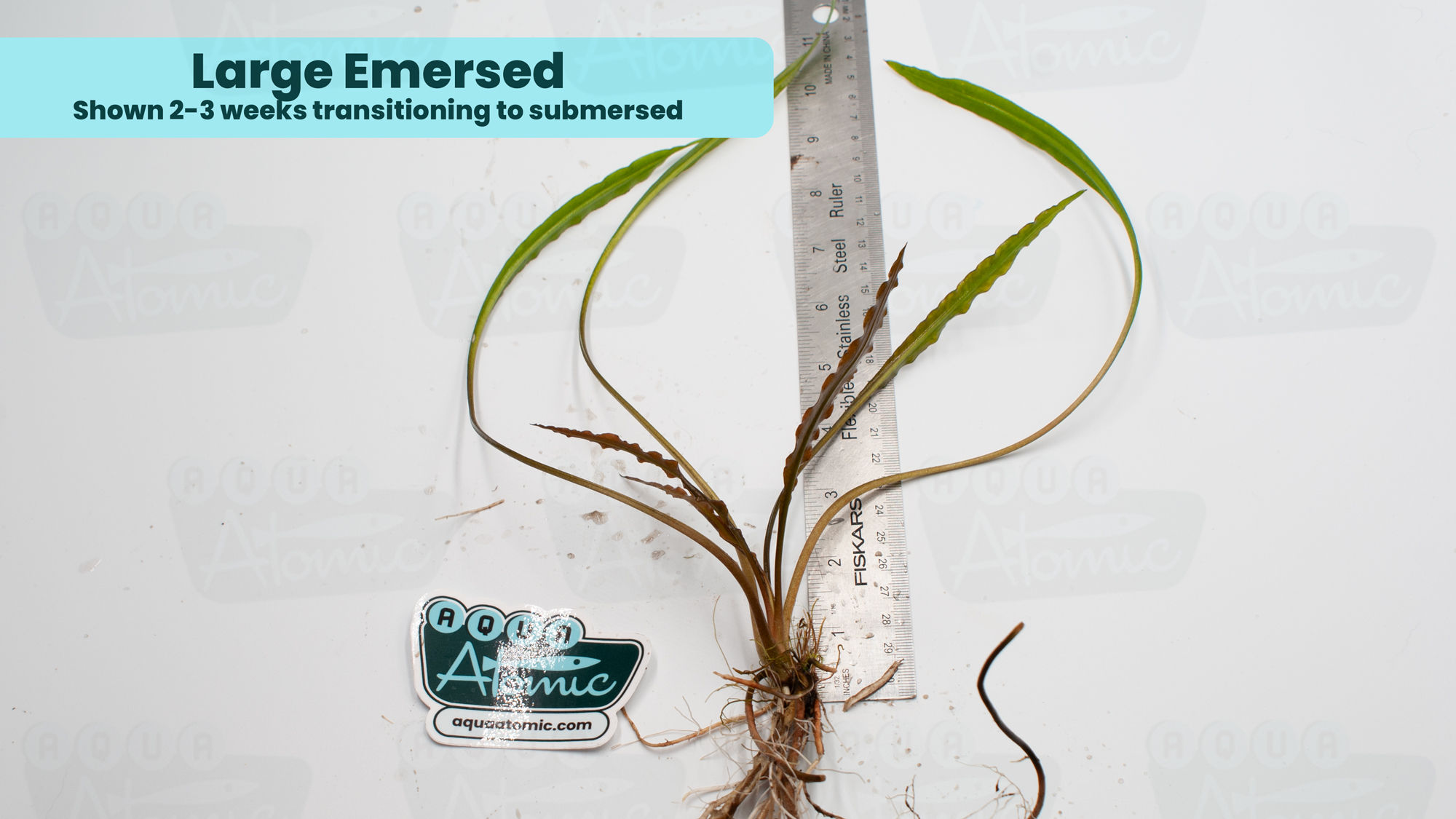 Example of large Cryptocoryne Costata 2-3 weeks transitioning from emersed to submersed