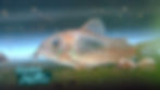 Example of Orange Venezuelan Corydoras