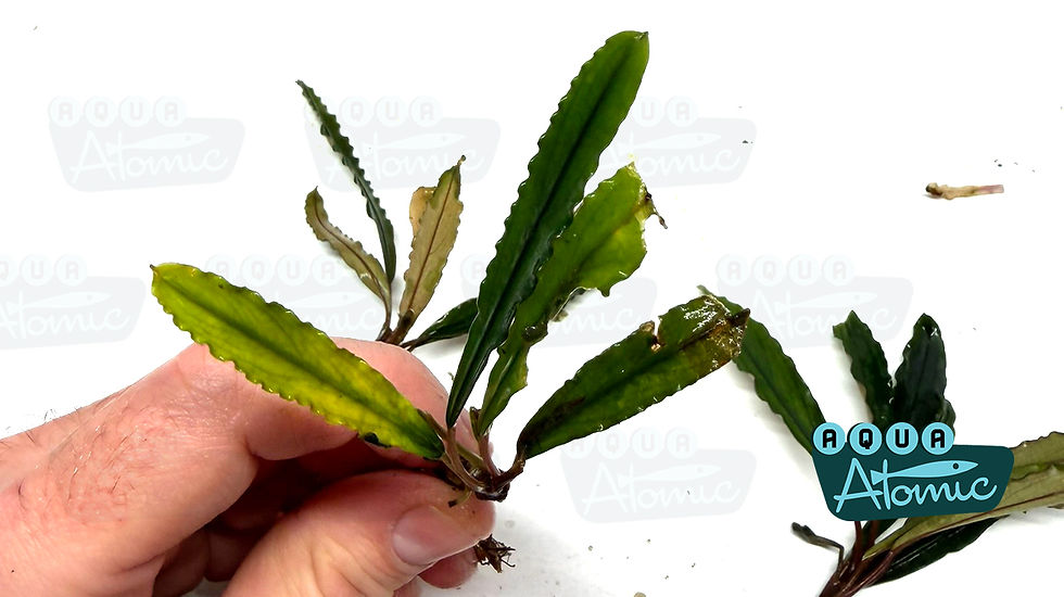 Bucephalandra sp. Giant Velvet