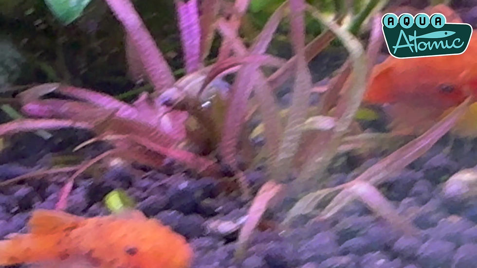 Super Red Bushynose Pleco for sale