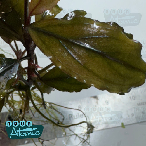 Bucephalandra Theia Blue | Aqua Atomic