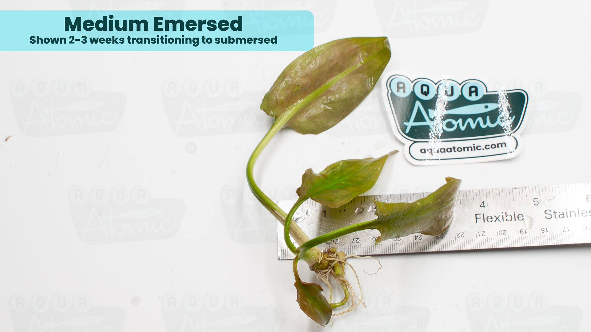 Example of Medium Sized Cryptocoryne Pontederiifolia 2-3 weeks transitioning to submersed.