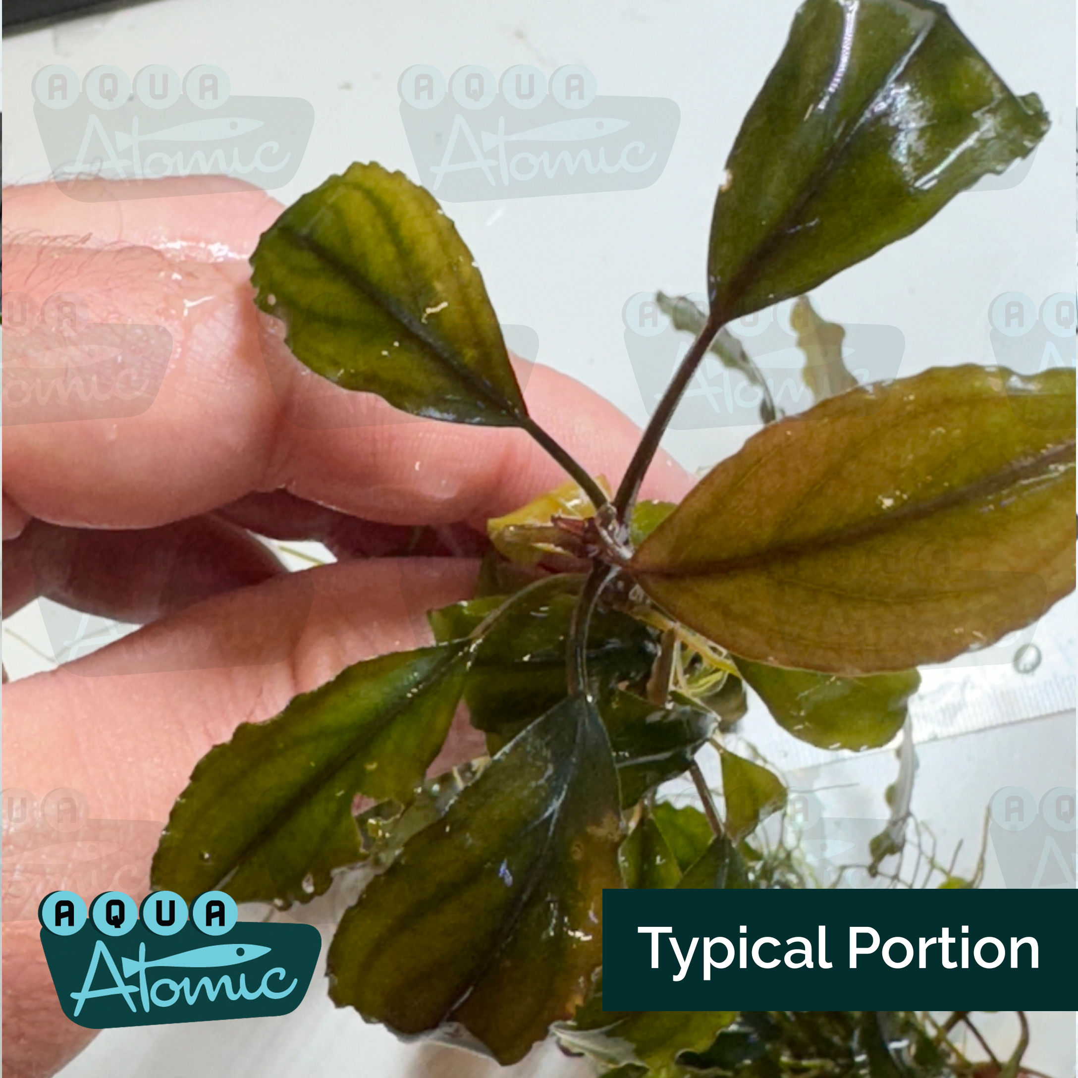 Typical portion of Bucephalandra Theia Blue