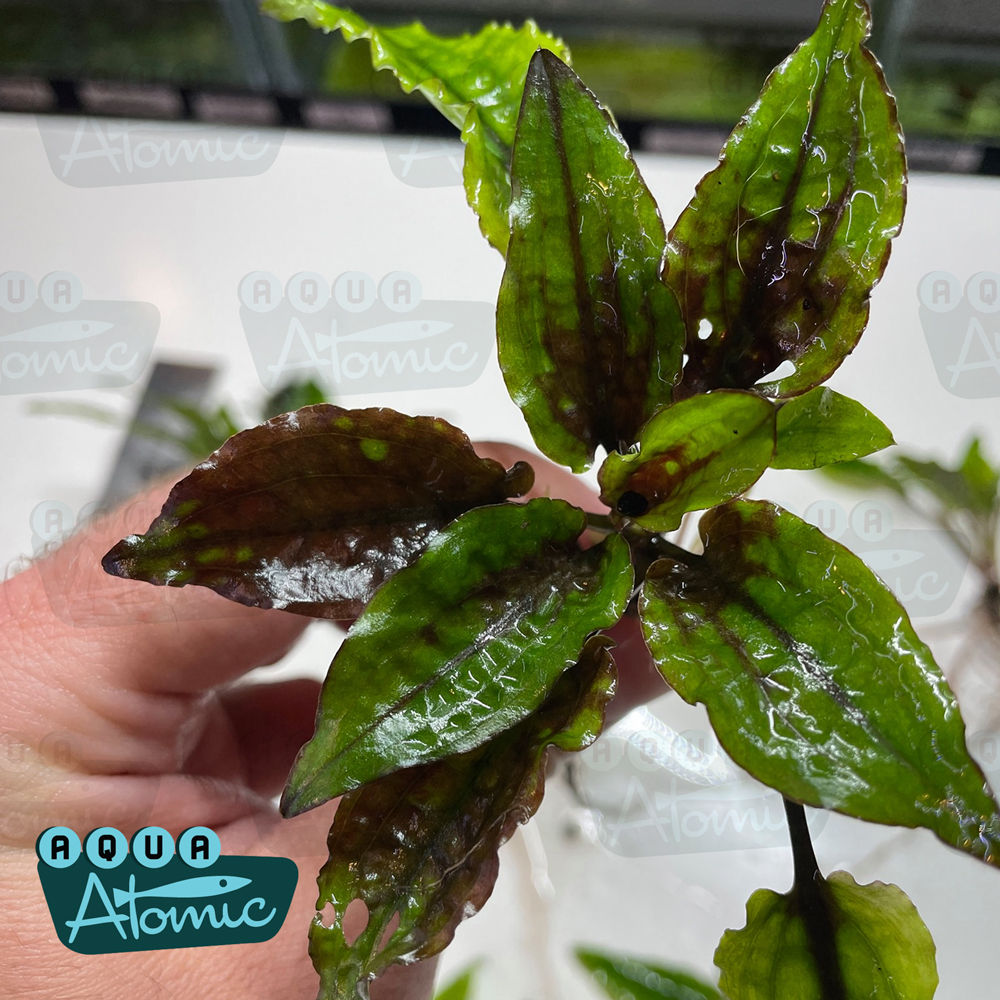 Cryptocoryne Green Gecko plant closeup