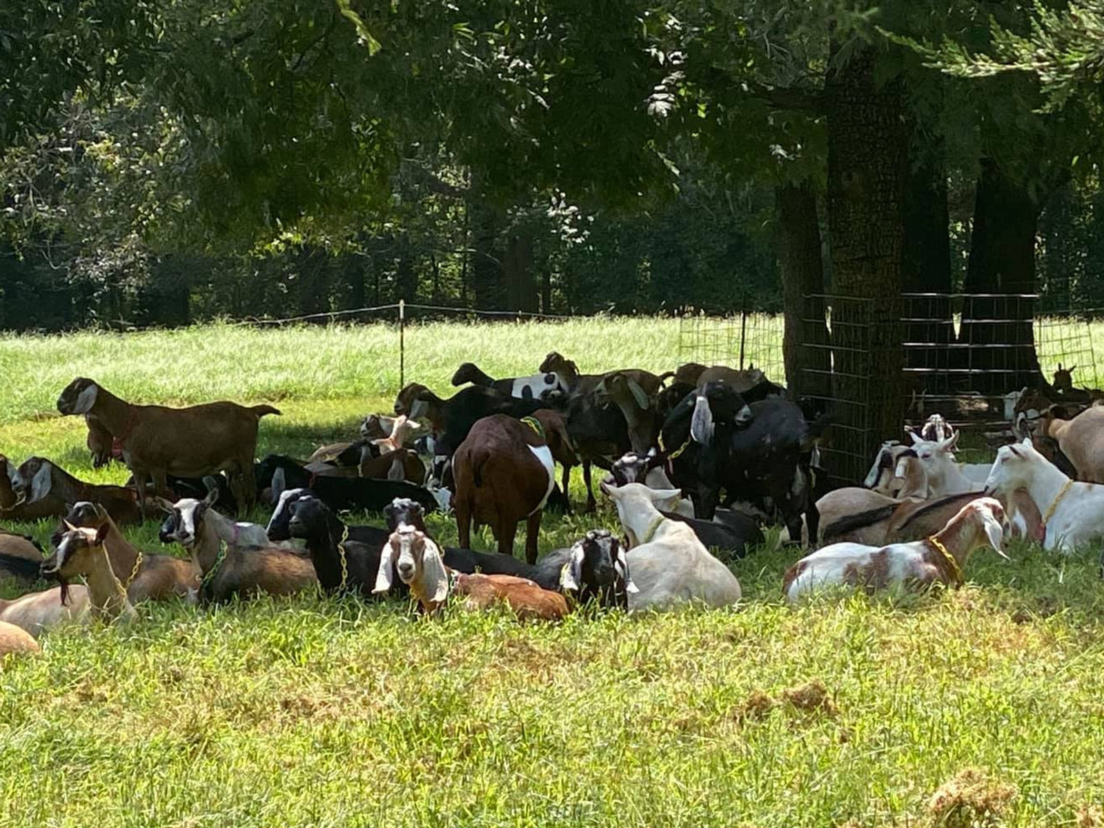 Split Creek Farm, LLC
