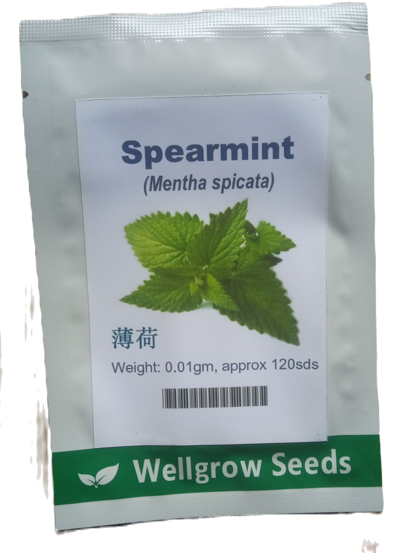 SPEARMINT MENTHA SPICATA