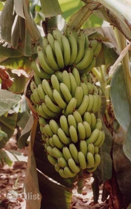 CAVENDISH BANANA SUCKER