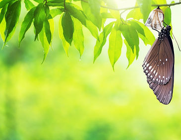 Amazing moment about butterfly change form chrysalis..jpg